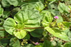 Boerhavia diffusa
